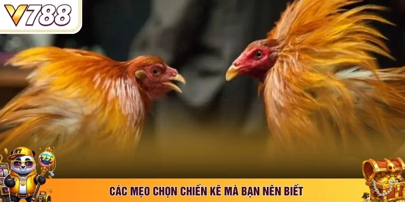 Các mẹo chọn chiến kê mà bạn nên biết