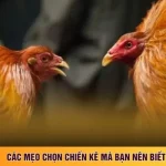 Đá Gà Campuchia Online - Học Ngay 03 Mẹo Chọn Kê Chuẩn