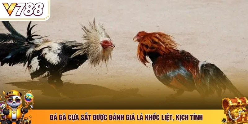 Đá gà cựa sắt được đánh giá là khốc liệt, kịch tính