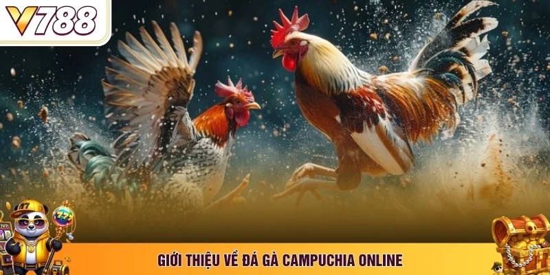 Giới thiệu về đá gà Campuchia online